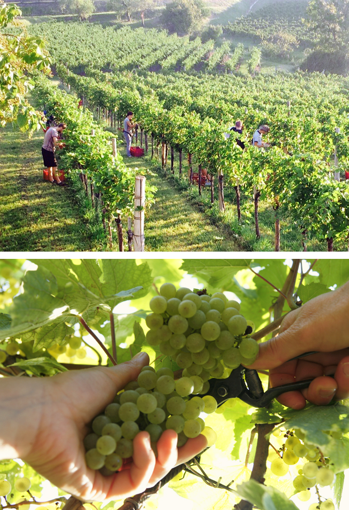 vigne e cantina_SX